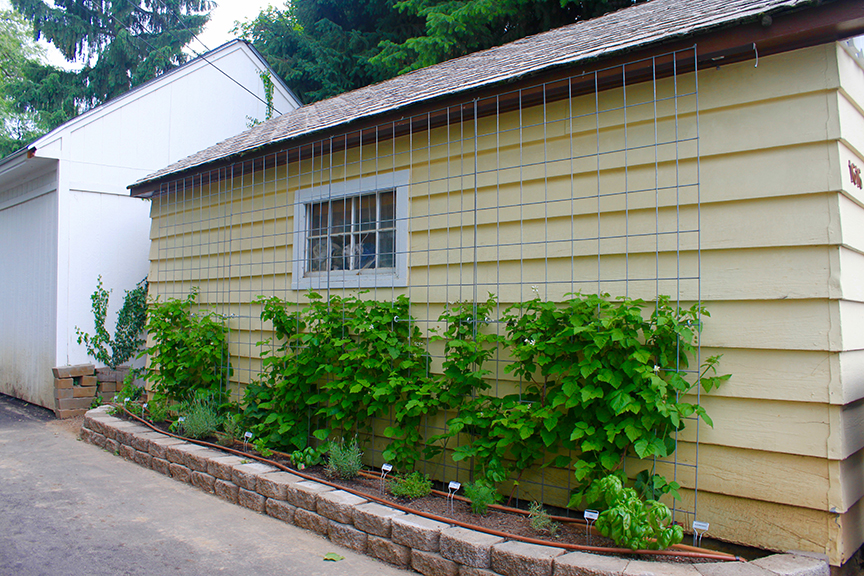 easy garden trellis – garage
