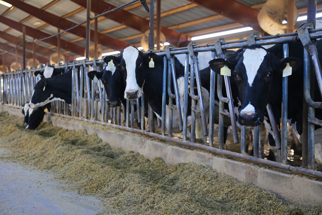 Happy cows